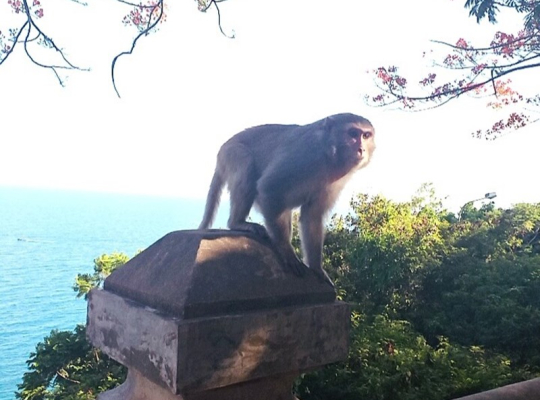 Da Nang – Monkey Mountain – Marble Mountains – Hoi An City By Night Da Nang – Monkey Mountain – Marble Mountains – Hoi An City By Night