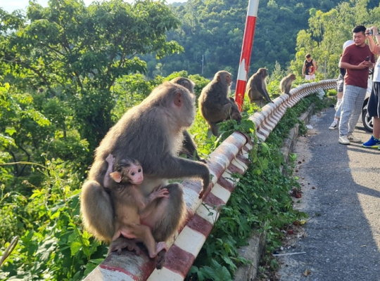 Cam Thanh Cooking Class – Marble Mountains – Monkey Mountain Full-day  Cam Thanh Cooking Class – Marble Mountains – Monkey Mountain Full-day
