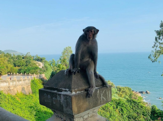 Cam Thanh Cooking Class – Marble Mountains – Monkey Mountain Full-day  Cam Thanh Cooking Class – Marble Mountains – Monkey Mountain Full-day